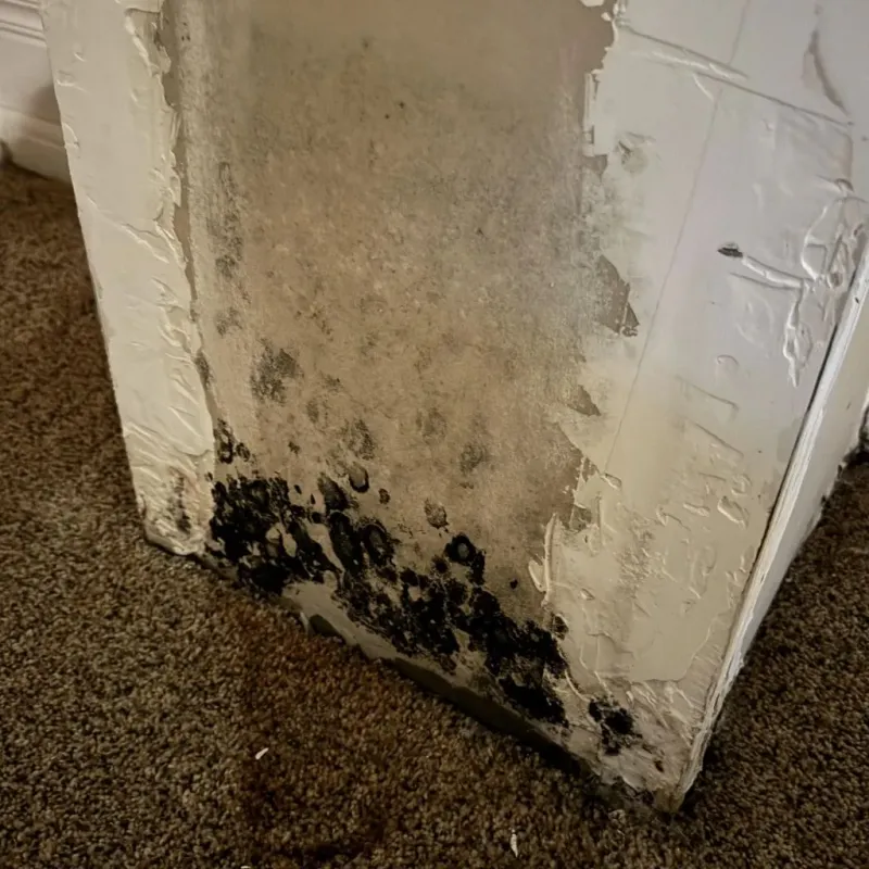 Professional Mold Removal in Vine Hill, CA